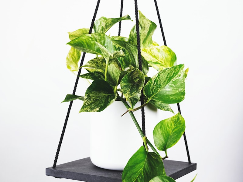 世界杯比赛场景：球员在绿茵场上激烈争抢足球